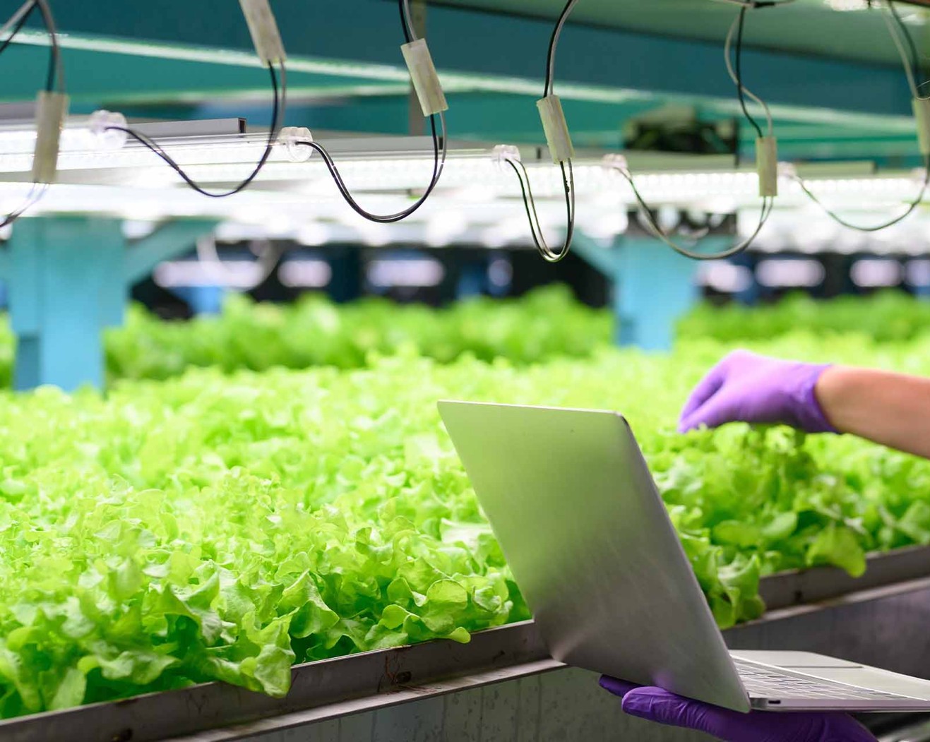 Sustainability and Smart Farming Innovation